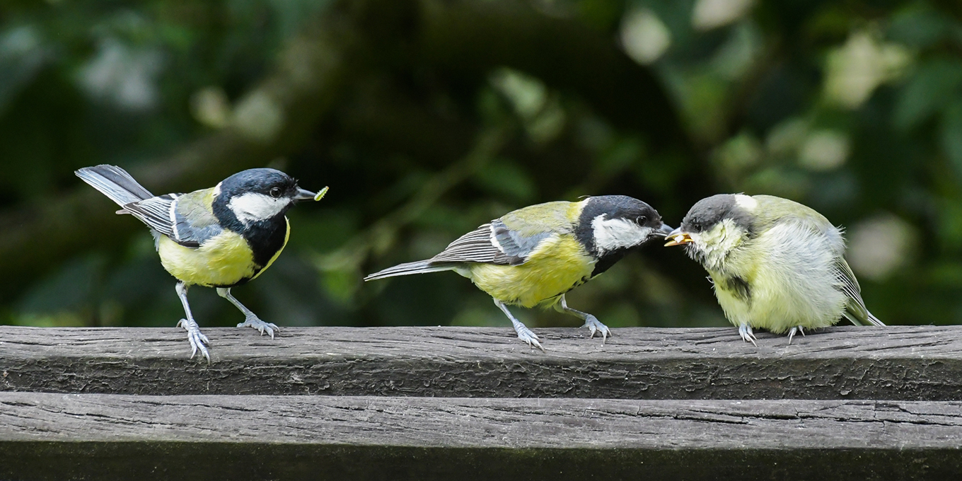 Le printemps des oiseaux